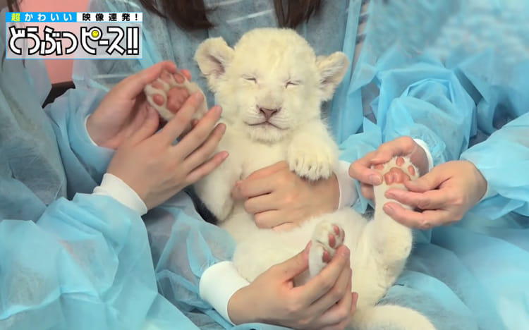 画像 写真 このプニプニがたまらない 双子のホワイトライオンの赤ちゃん どうぶつピース かわいい大図鑑 超かわいい映像連発 どうぶつピース Tverプラス 最新エンタメニュース