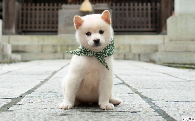 秘蔵写真満載二十三代目「豆助」は、初めての白柴犬！　階段上りも、走るのもだ～い好き♪：二代目 和風総本家