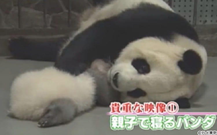 世界初！　夜間のパンダ撮影に成功！　中国のパンダ基地で働く唯一の日本人飼育員が涙で語る悲しい経験とは？：ナゼそこ