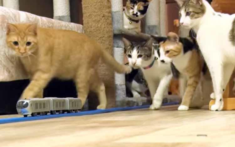 ＜車載カメラ＞プラレールを猫カフェで走らせてみたら猫たちが...！：内村のツボる動画
