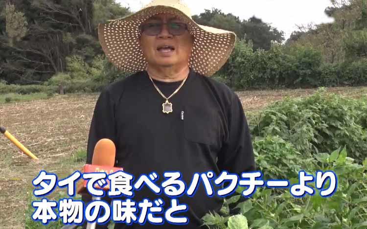 深夜の大都会でバカ売れ！？　茨城で本場のタイ野菜を作るウワサの働き者夫婦を追跡：YOUは何しに日本へ？