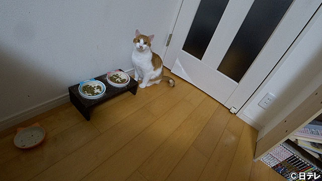 サンシャイン池崎の新入り猫“明日香”と先住猫との距離に変化!?