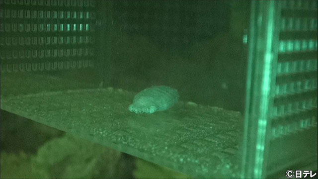 “魚好き高校生”アイバくん、超貴重な“ナガサキトラザメ孵化の瞬間”の撮影に成功