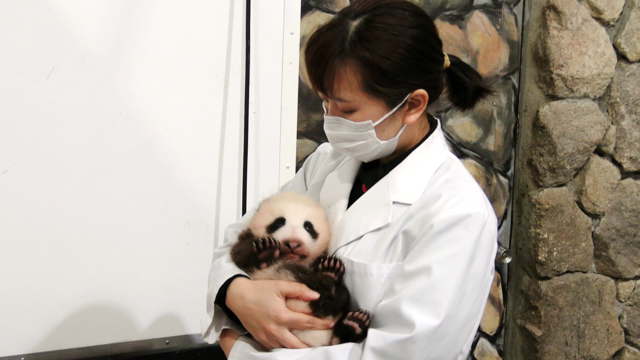 上野パンダに赤ちゃん誕生！コロナ禍での出産の大変さをある動画から読みとる