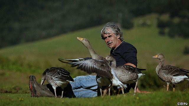 鳥類保護活動家“バードマン”、絶滅危機の渡り鳥の親代わりに