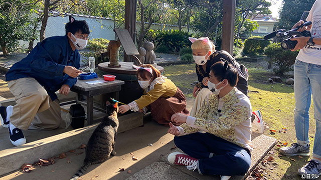 さらば森田＆ミキ亜生ら猫好き芸能人が、猫寺＆神社巡り！
