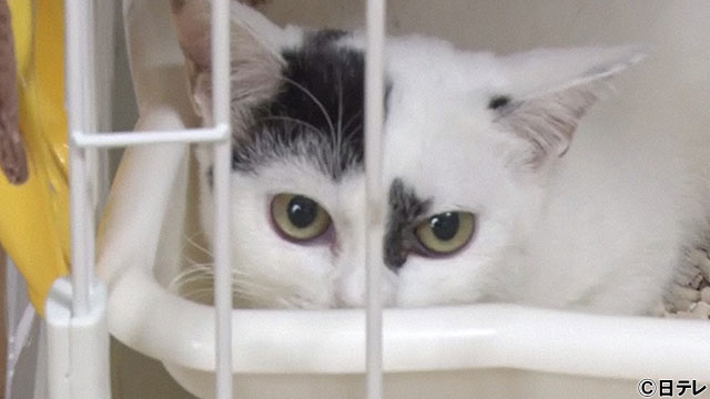 サンシャイン池崎の保護猫企画続編！子猫との距離は縮まるのか？