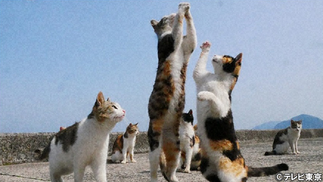 カミナリ・石田たくみ「飼い猫が相方に懐かない」ニューヨークMCの動物番組で解決!?