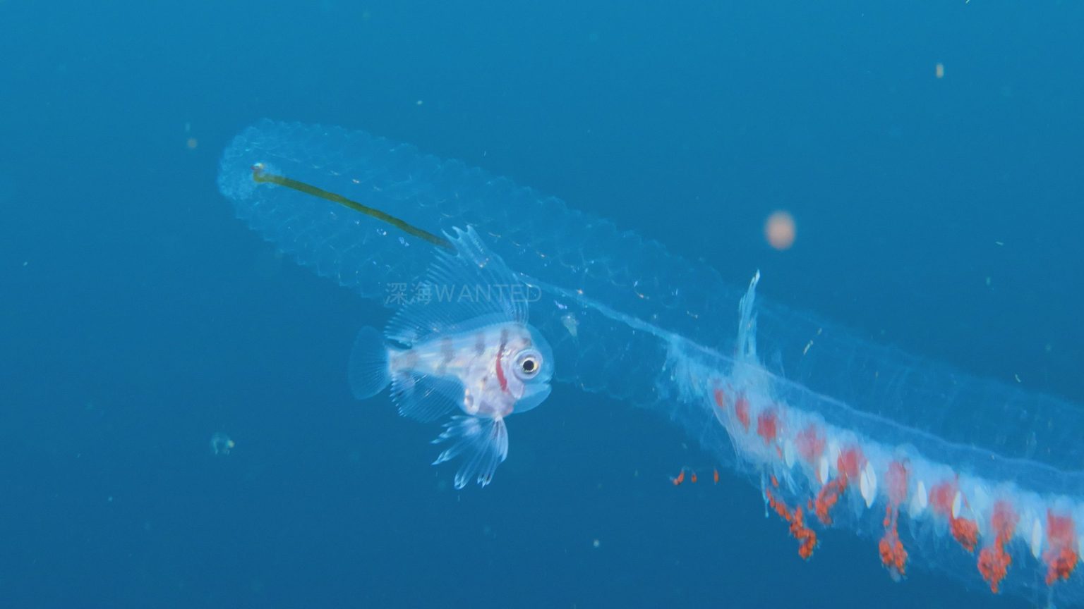 『爆笑問題の深海WANTED9』富山湾の最深部へ＆駿河湾で激レア深海魚の撮影に挑む！